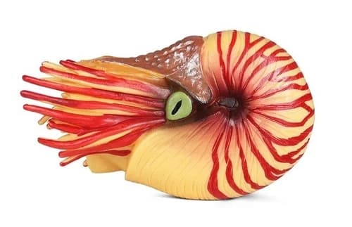 Nautilus Sea Animal Toy PVC Action Figure Doll Kids Toys Party Figurine Gifts